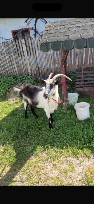 Vand Capra alpina franceza + cu iedut