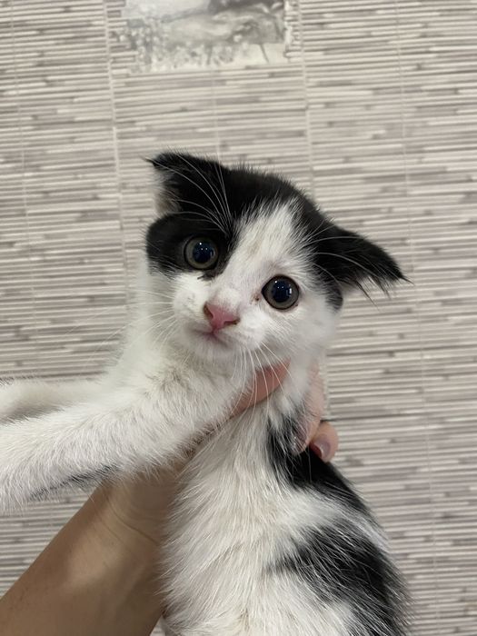 Отдам котенка помесь британца