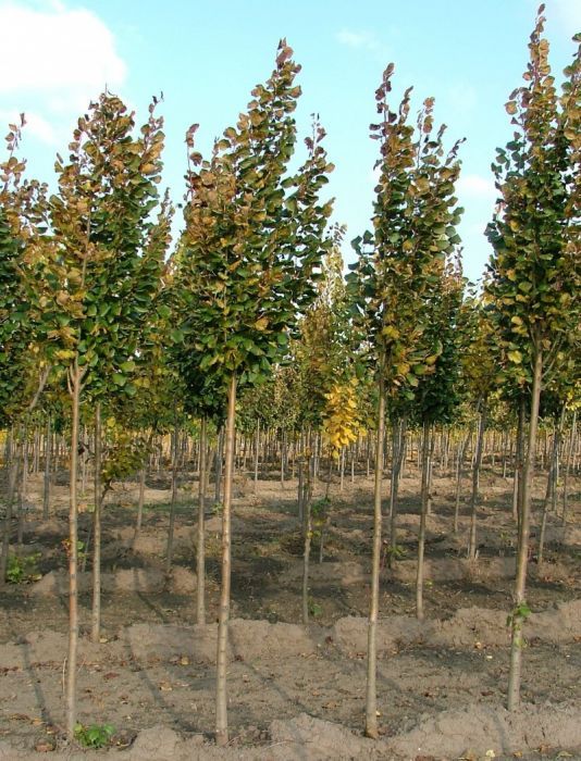 Tei argintiu mirositor si mesteacan