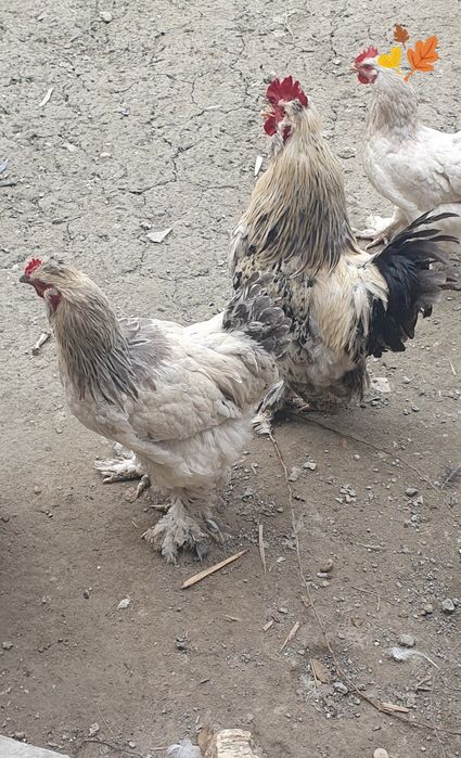 Хуроз 2та ёш ва соглом брама 150ва120минг