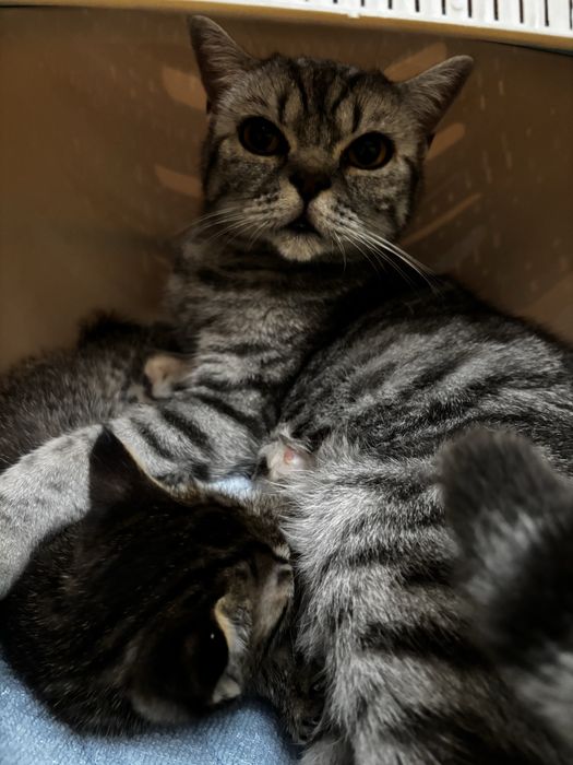 Котенок в добрые руки