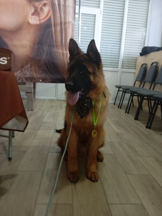 Щенки немецкой овчарки.