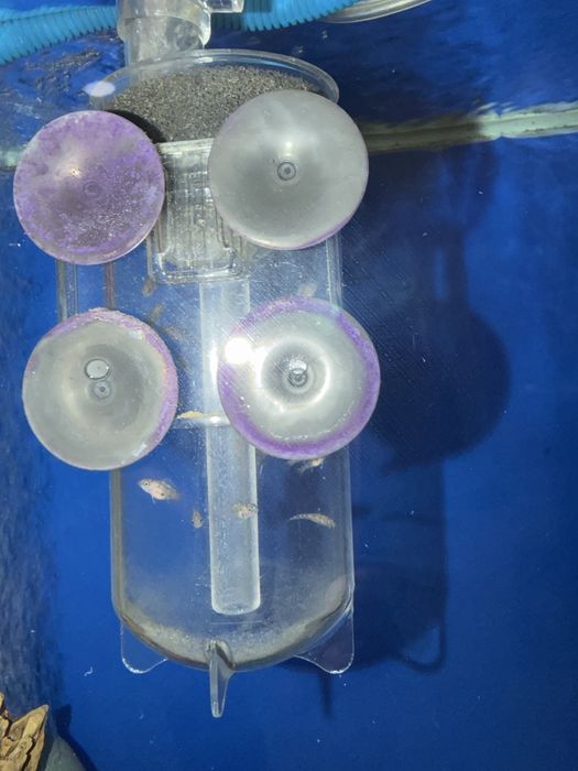 Продается Фронтоза. С аквариумом вместе. Полный комплект