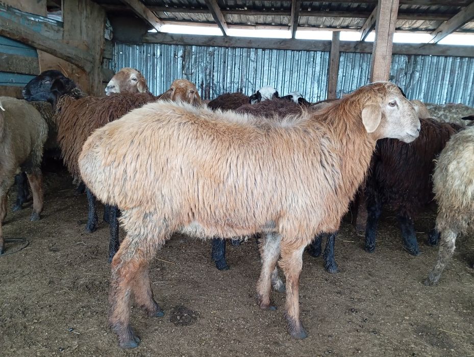 50мыннан жогары арзан семиз койлар