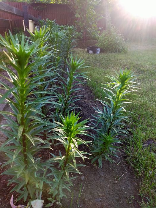 Продажа: Цветы и растения для сада