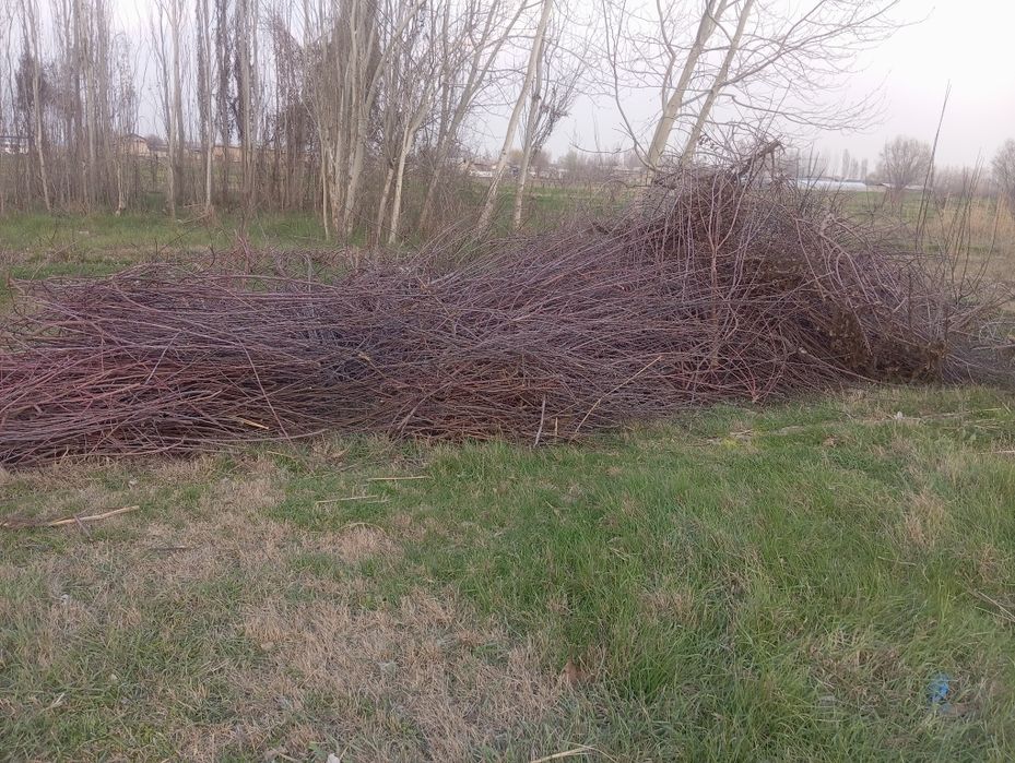 Oʻtin bor srochnaga