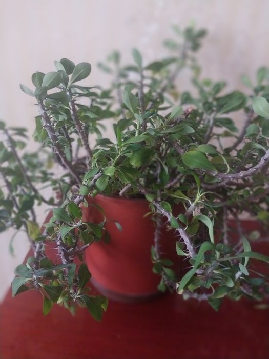 Продам цветок молочай милли