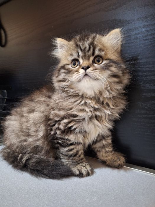 Персийско котенце