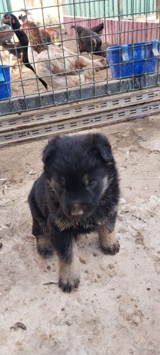 Восточно - европейские овчарки