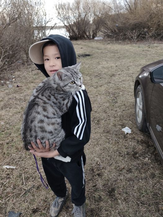 Отдам кошку в добрые руки