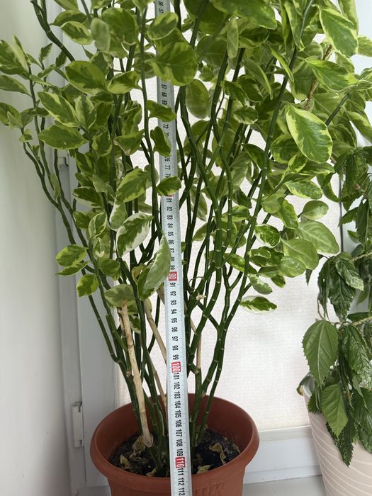 Комнатные цветы