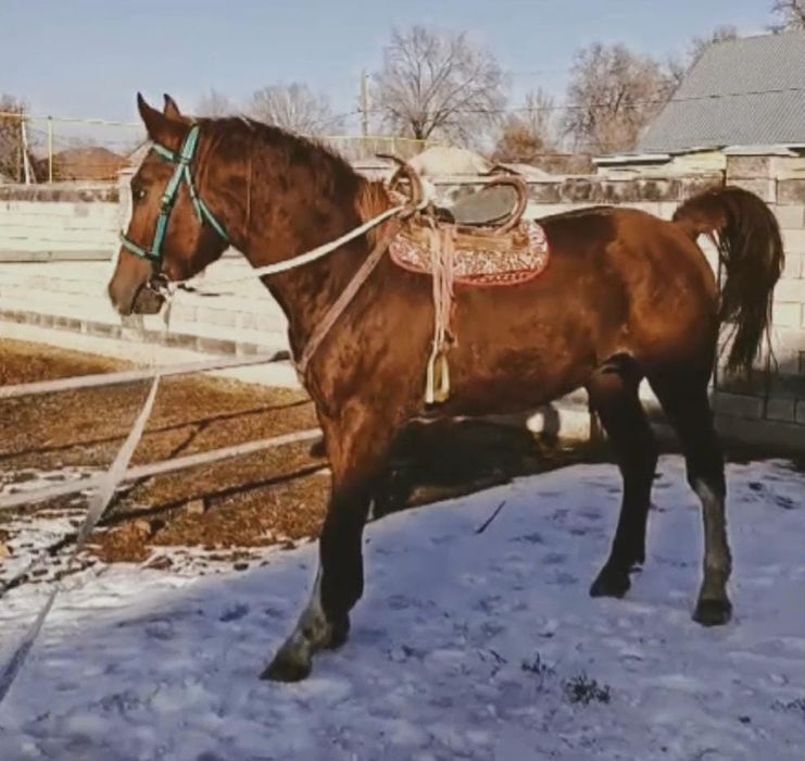 Продаётся жеребец