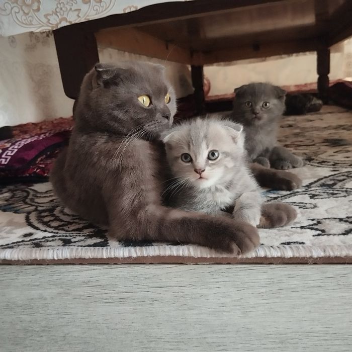 Anal porno Braziliya