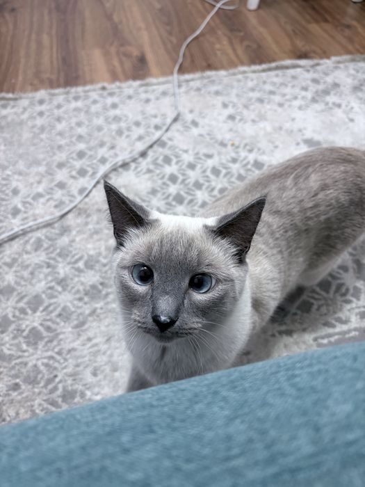 Кошка в добрые руки