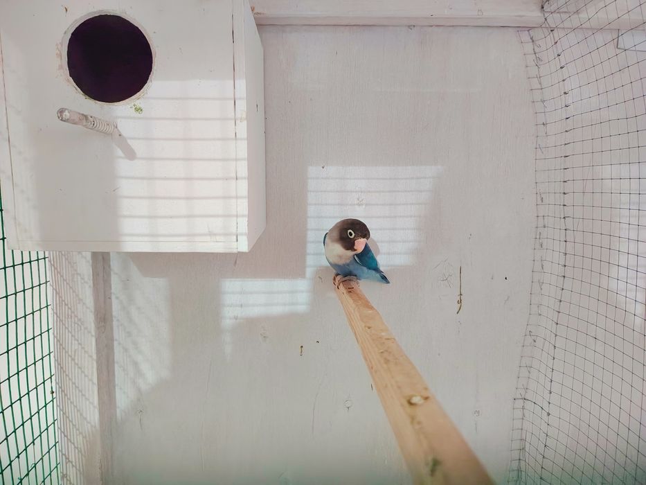 Nerazlushkalar. Неразлучники