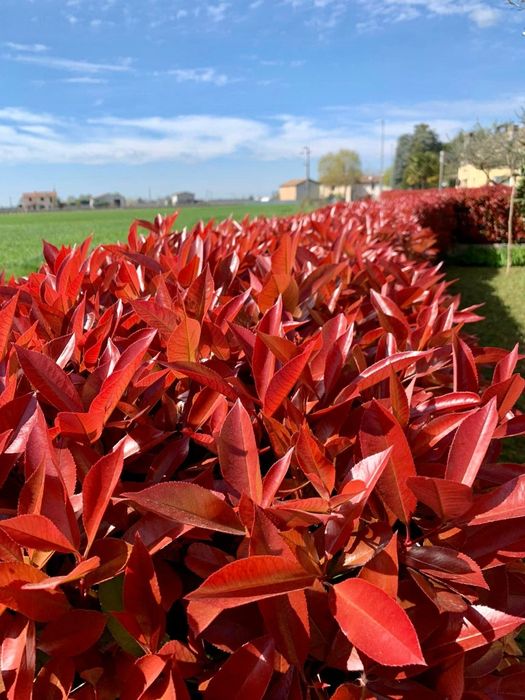 Photinia Red Robin pentru Gard Viu, pepiniera Timișoara