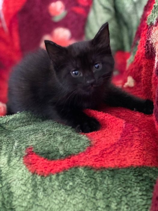 Hadiya.  Отдам в добрые руки