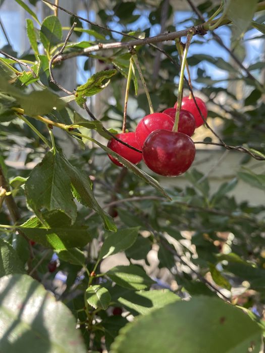 Продам вишню свежая