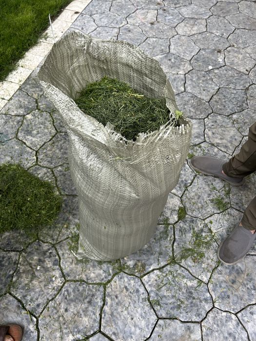 Трава газон сено