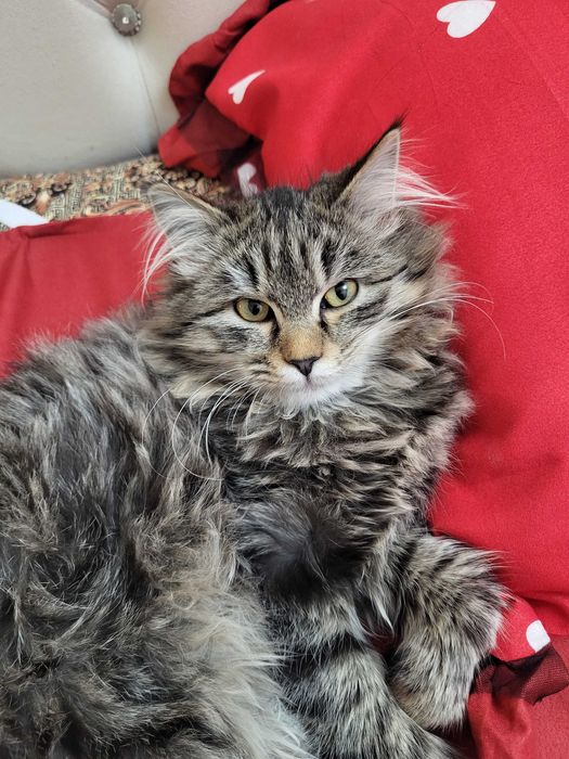 Mushiklar yaxshi kola bariladi