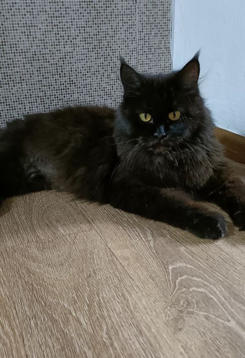 Отдам котенка, девочка!