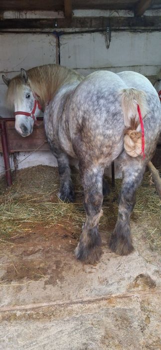 manza ardeneza   grea