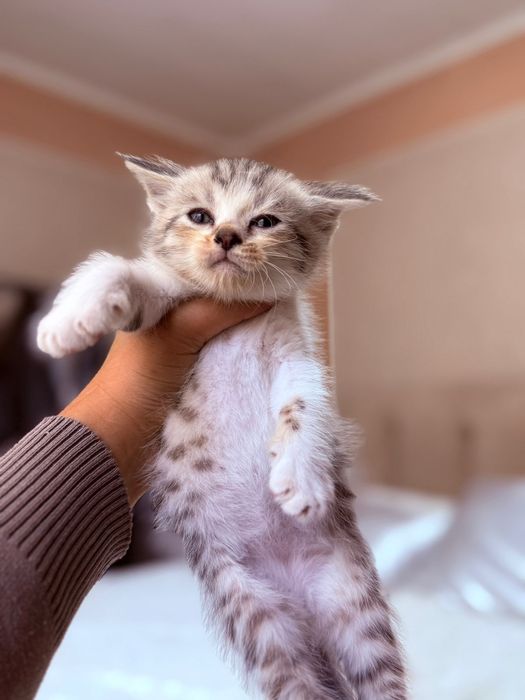 Чистокровные британцы