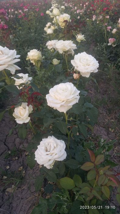 Shtamp atirgul ko'chatlla sotamiz