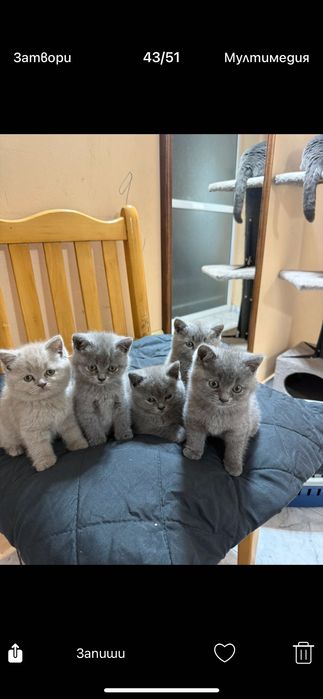 Продавам клепоухи котенца