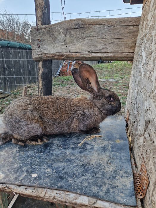 Urias german gri fier