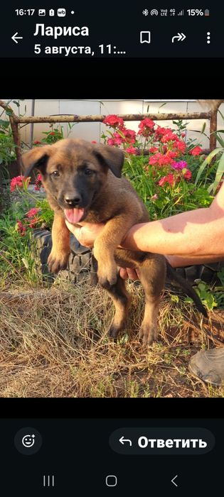 Продаются щенки бельгийской овчарки(малинуа)