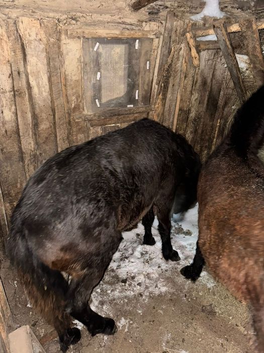 Продам тайлар с откорма