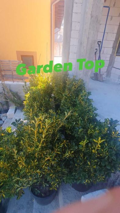 Mesteacan, pothinia, gazon