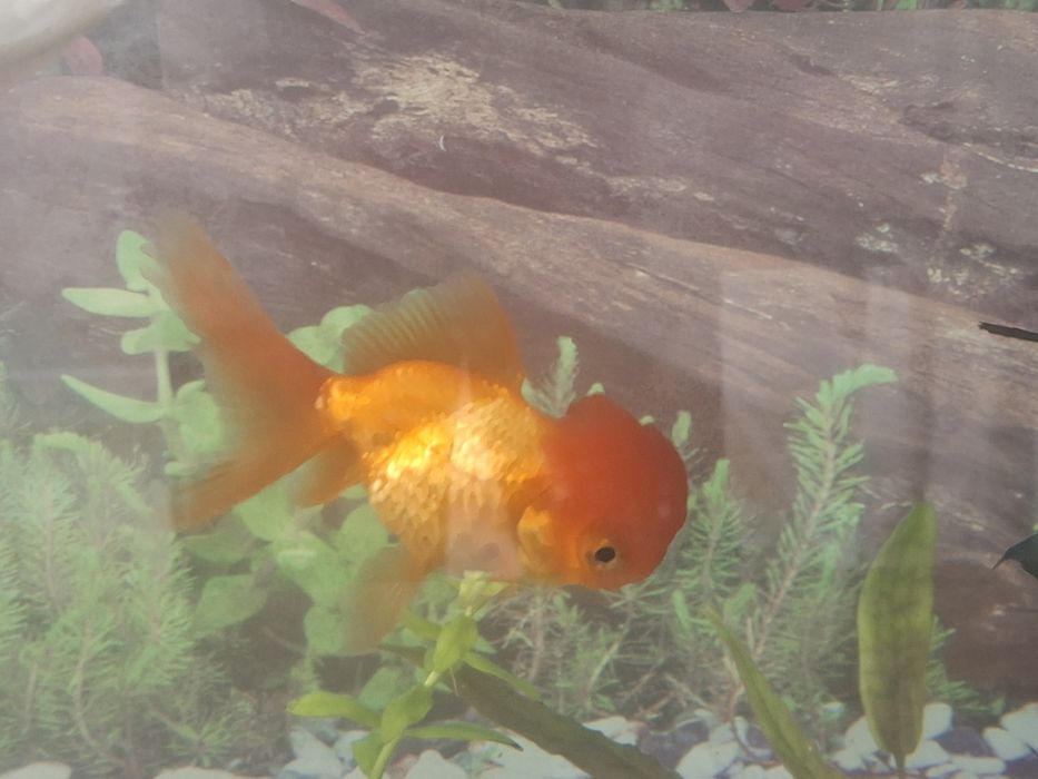 Золотая рыбка оранда