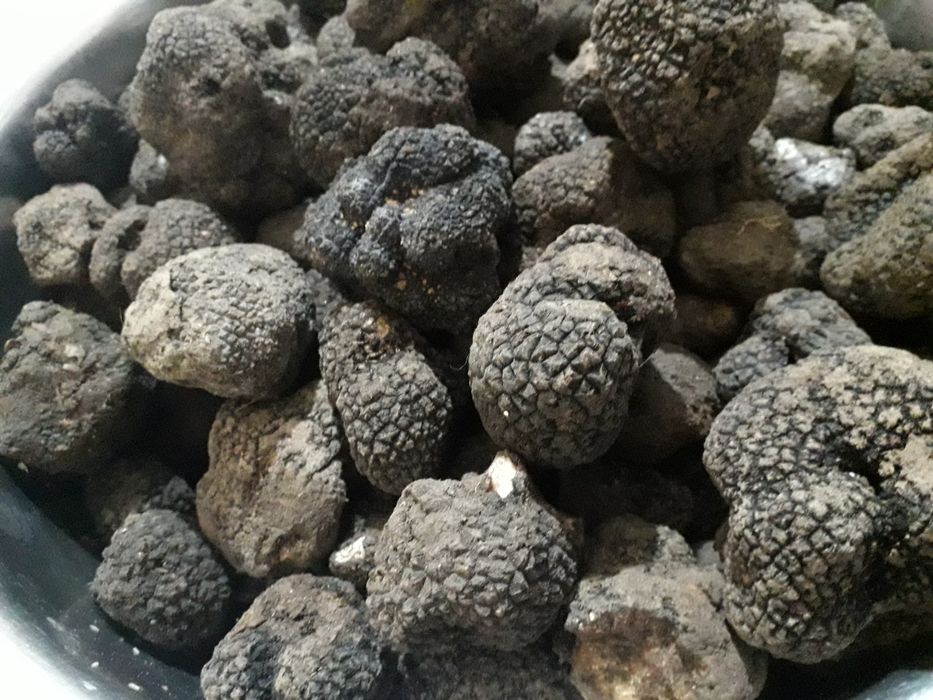 Trufe  negre proaspete