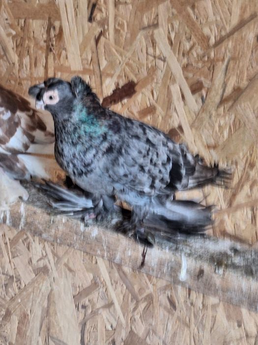 Продам двух чубых голубей