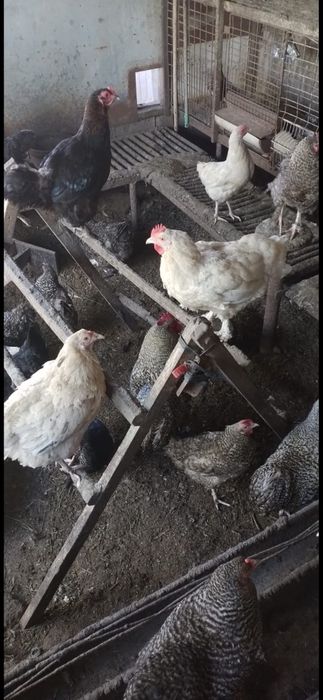 Продам домашних кур