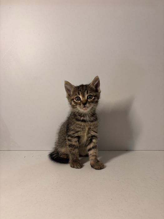 Отдам котят в хорошие руки