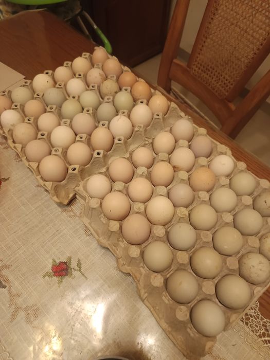 Oua proaspete de gaina