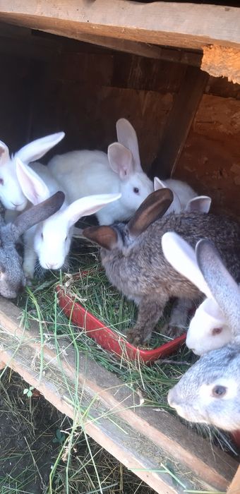 Vand iepuri de casă, crescuți în ograda proprie,au  vârsta  3 luni !
