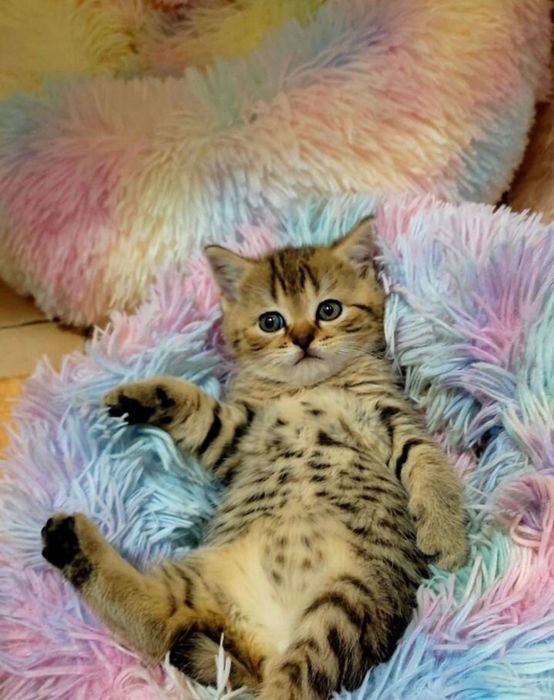 Шотландские тигрята-котята!
