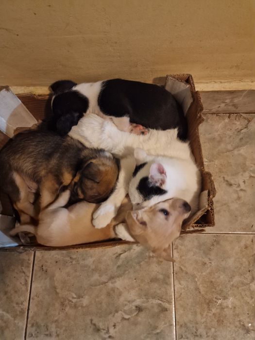 Подарявам ваксинирани кученца