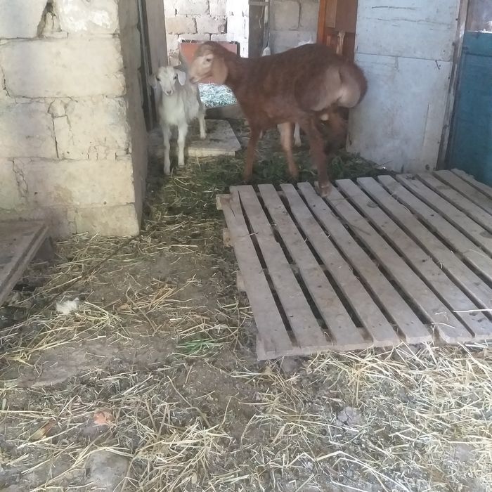 Баран с ягненкам