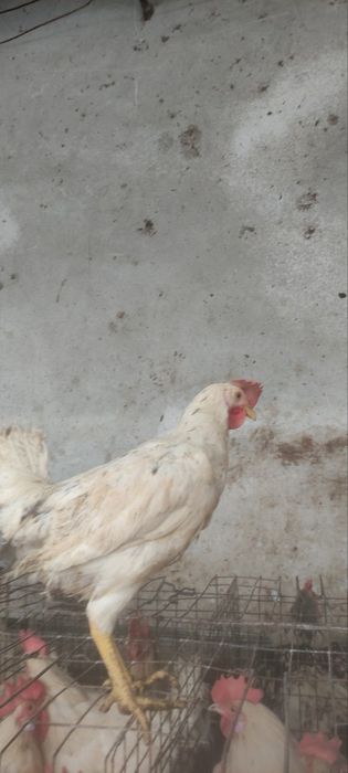 Сенди жужалари  сотилади