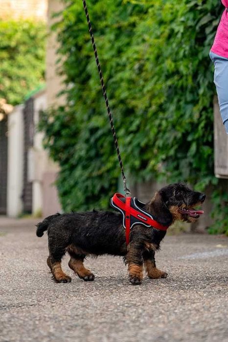Mascul de teckel sarmos standard cu Pedigree A