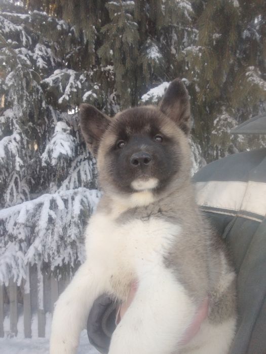 Продам щенков американская акита