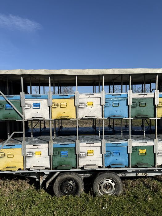 32 familii de albine isi cauta casa noua