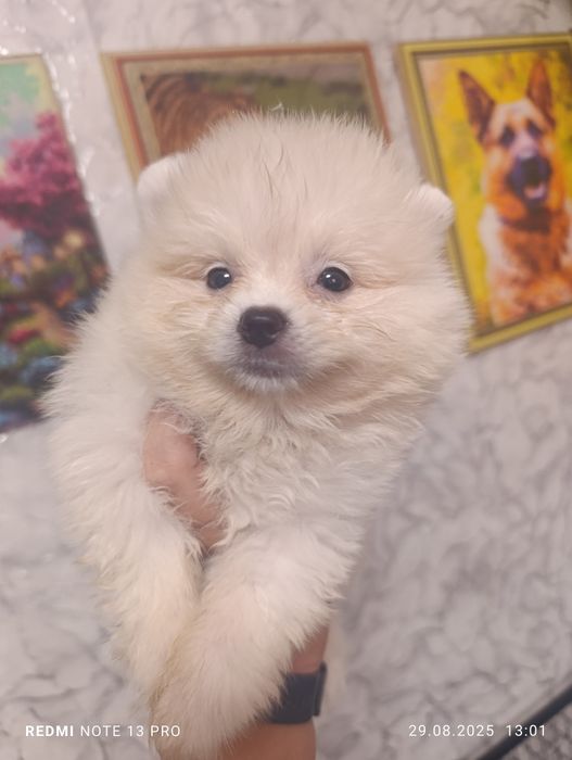 Щенки шпиц померанский с документами