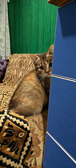 Отдам котенка 2 месяца в хорошие руки