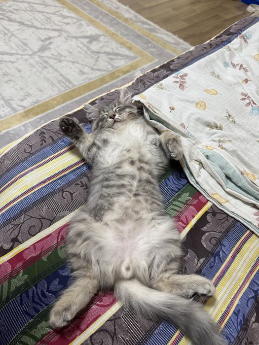 Котенок мальчик бесплатно